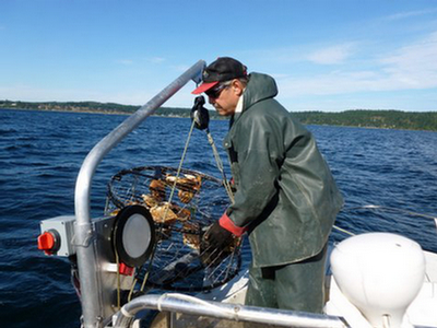 rocky pulling crab pot