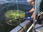 Pulling crab pots a Preimum Maunal Pot Puller