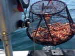 catching lobster with the power hauler