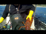 Lobster Pot Puller